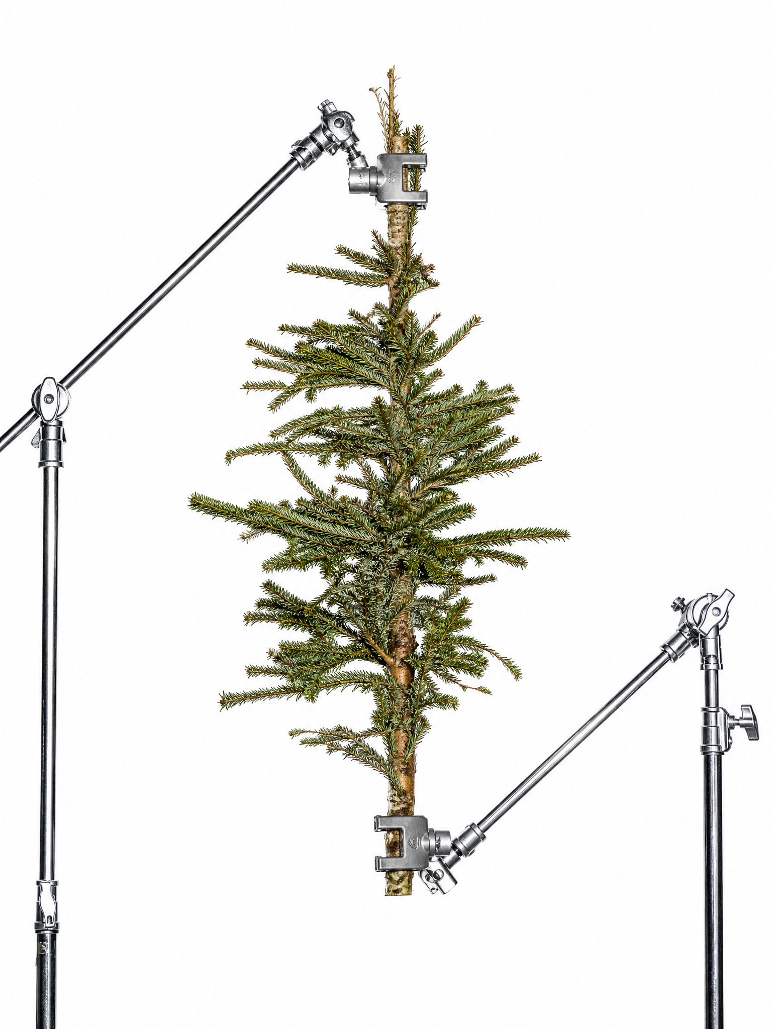fir tree in metal suspense